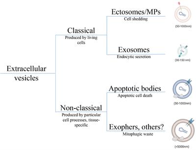 Myeloid Responses to Extracellular Vesicles in Health and Disease